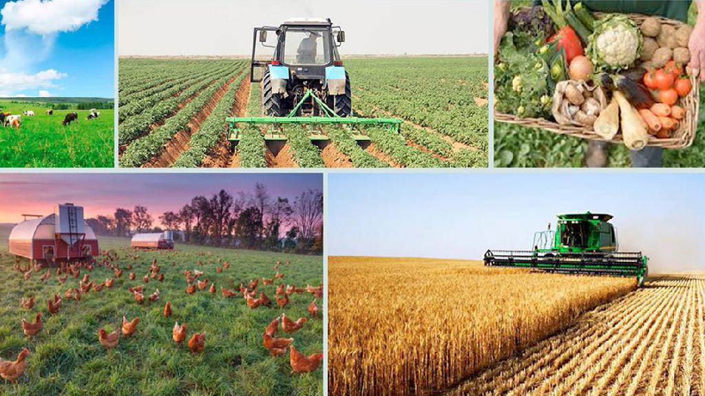 Курсовая работа: Экономическая эффективность производства продукции растениеводства на примере сельско хозяйственного